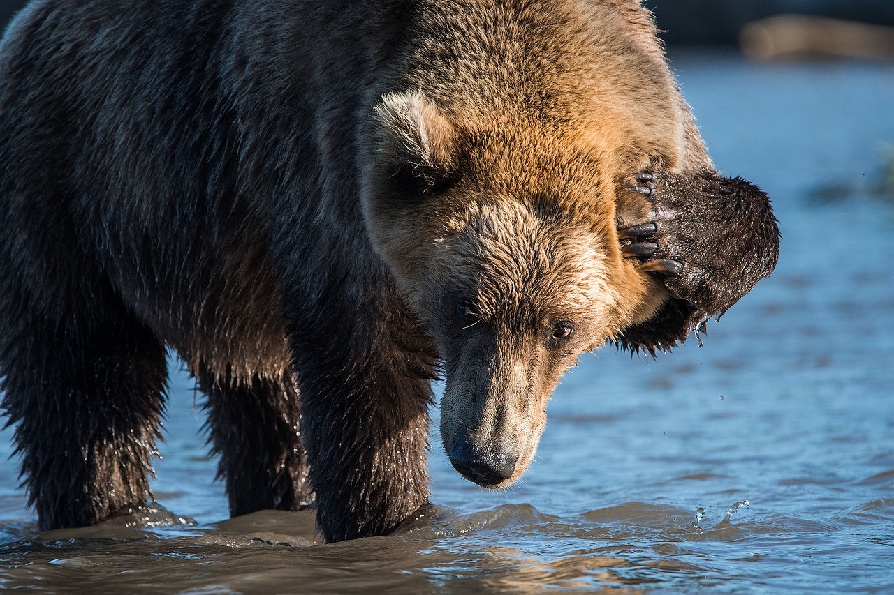 Danau Kurile merupakan ekosistem unik yang memberi banyak peluang bagi fotografer untuk mengabadikan gambar beruang di habitat alaminya dari jarak dekat, tapi tetap aman, yakni beberapa meter saja. Gambar beruang yang sedang mandi ini diambil dari jarak hanya lima meter.