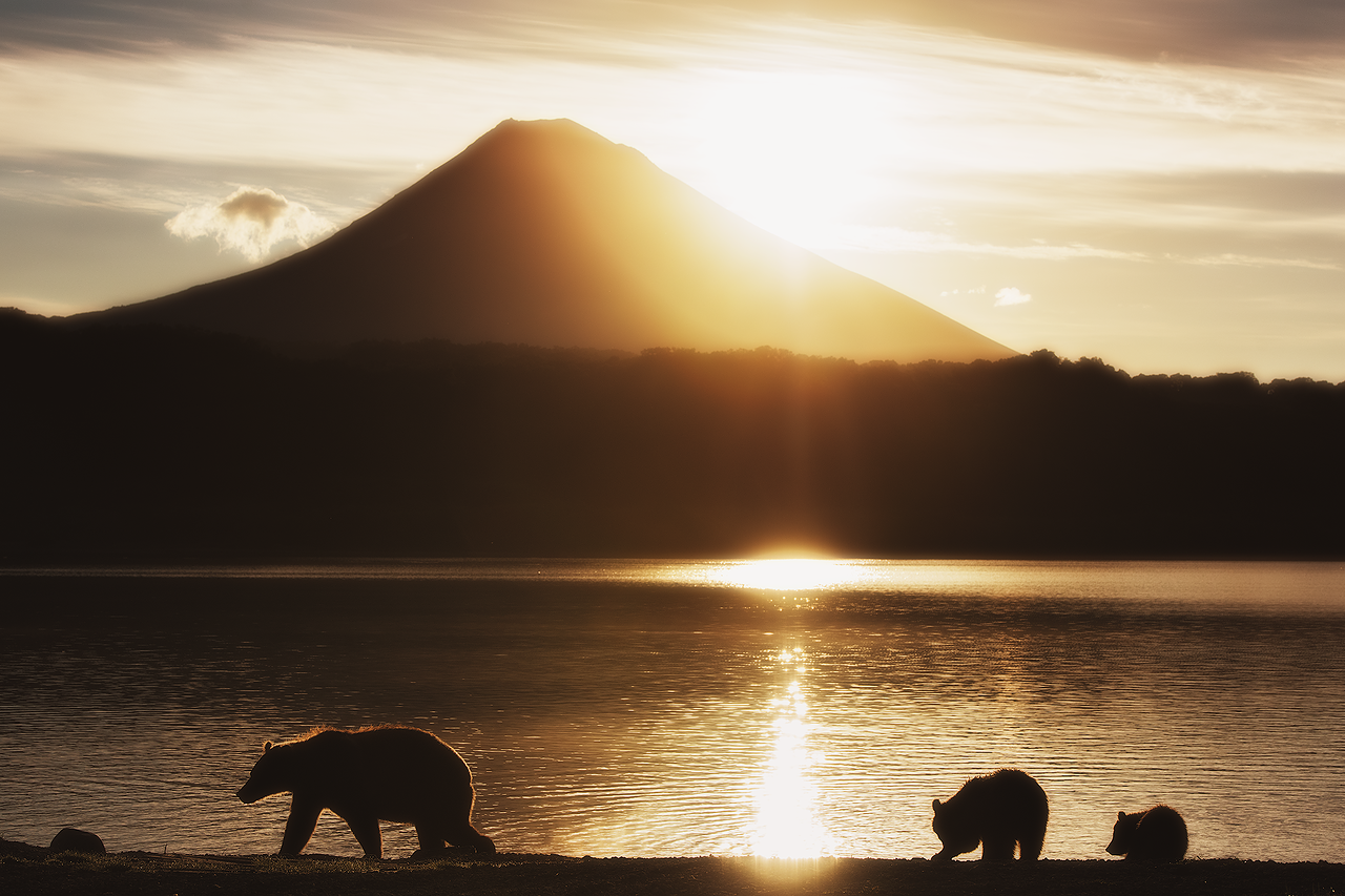 Seekor beruang betina memandu anak-anaknya sepanjang pesisir Danau Kurile saat fajar menyingsing.
