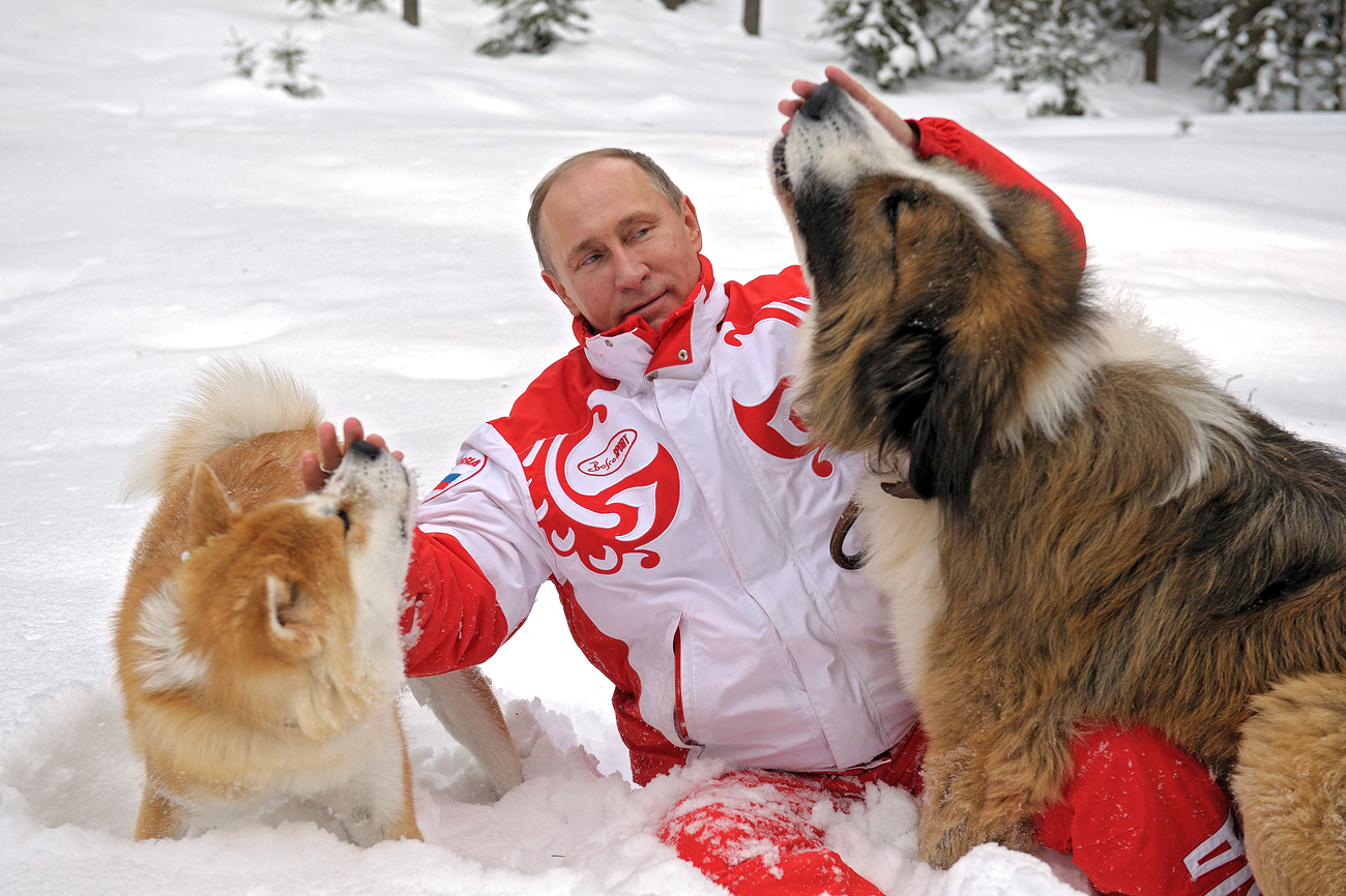 Presiden Rusia Vladimir Putin dan anjing-anjingnya, Shepherd Bulgaria Buffy dan Akita Inu Yume, berjalan-jalan di Wilayah Moskow.
