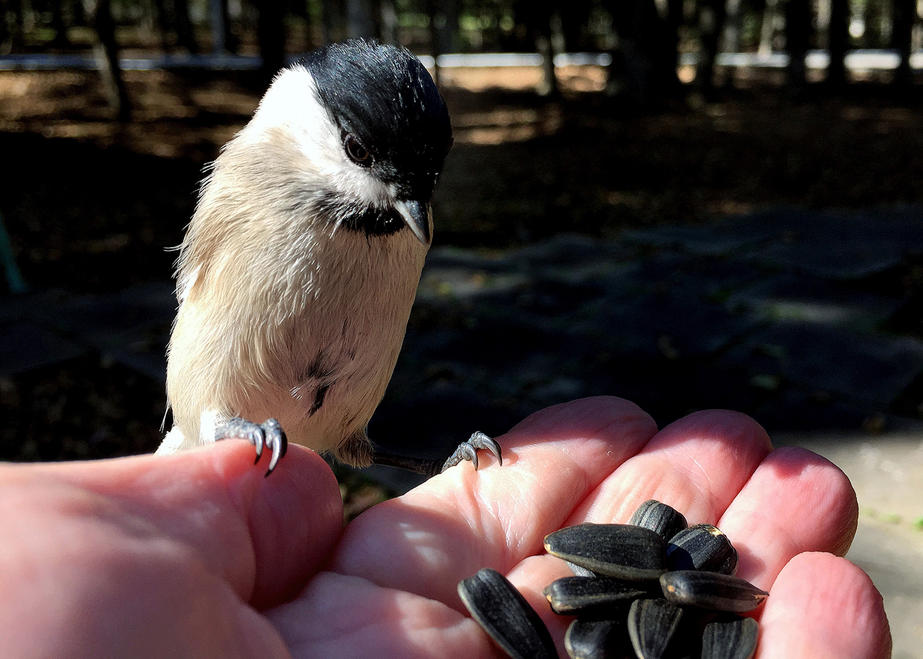 Nuthatch on the hand in the park visitors of Vladivostok military sanatorium "Ocean"