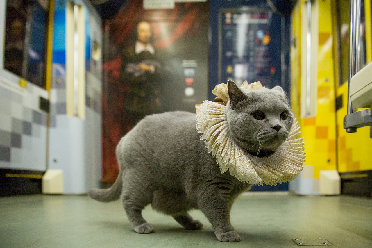 A cat in the Shakespeare train of Moscow metro