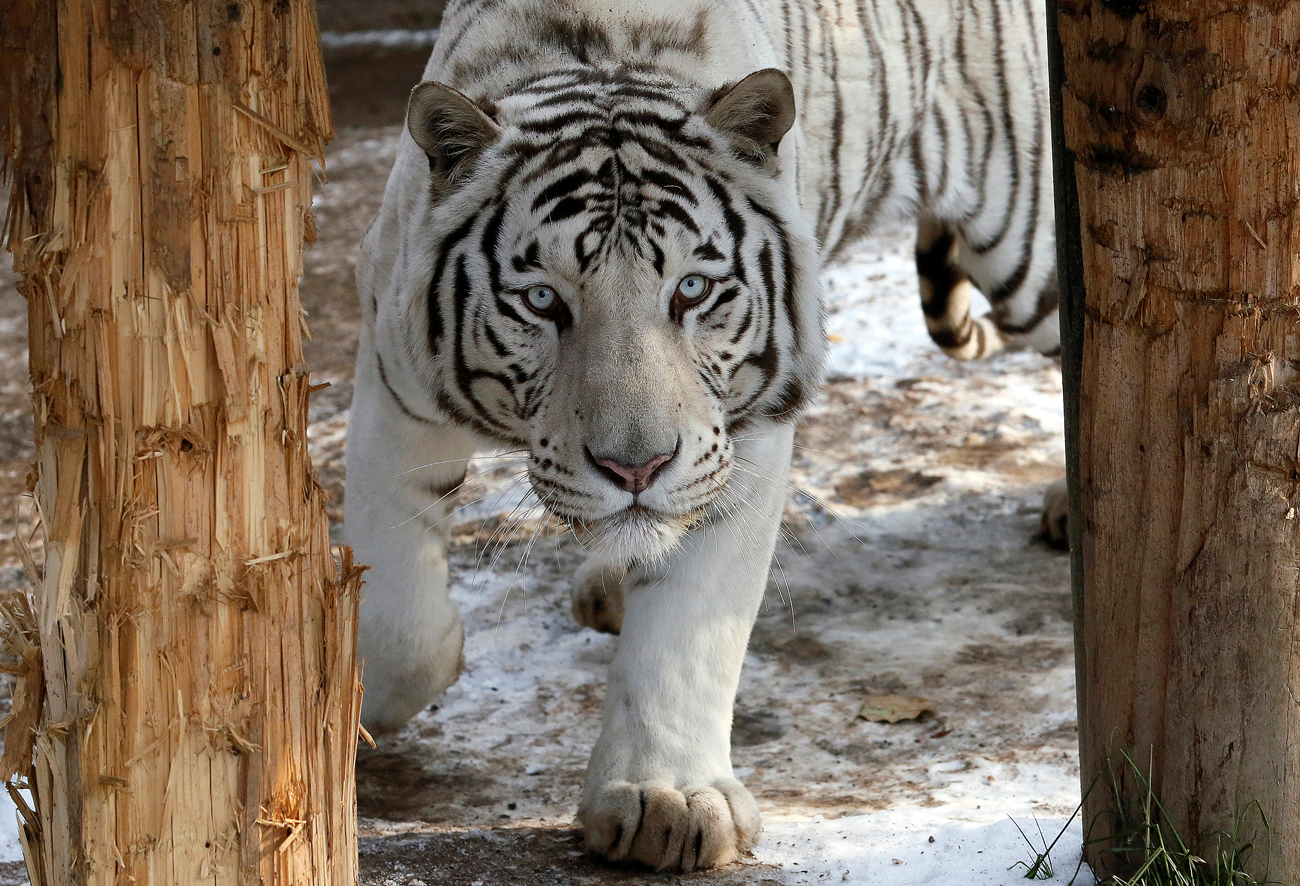 Khan, a five-year-old male White Bengal tiger, walks inside an open-air cage at the Royev Ruchey zoo in Krasnoyarsk, Russia