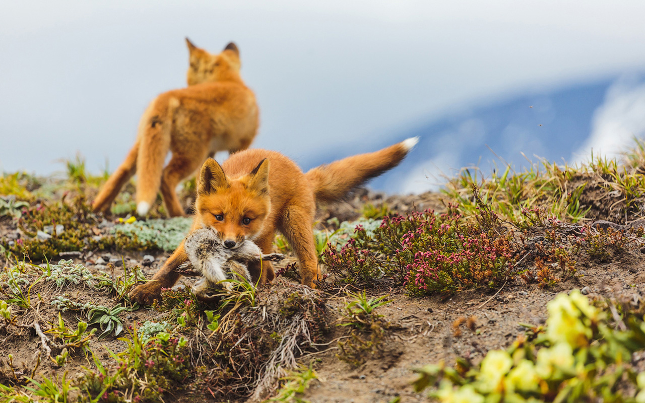 Лисиците се хранят основно с дребни гризачи (полски мишки, леминги), които могат да намерят дори под снега.