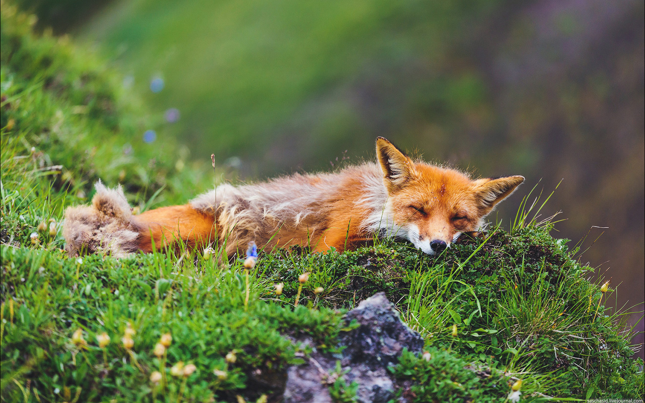 Gli animali sono stati immortalati nei momenti di caccia, durante il gioco o finché stavano dormendo. Alcune volpi sembrano addirittura posare davanti alla macchina fotografica