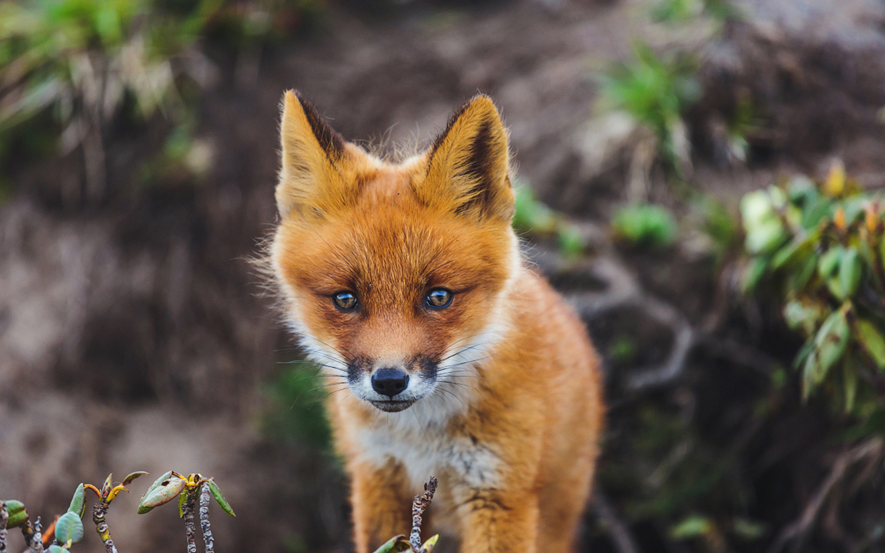 In the North of Russia, especially in the mountains, there are also foxes with black and other-colored furs, like blackish brown.