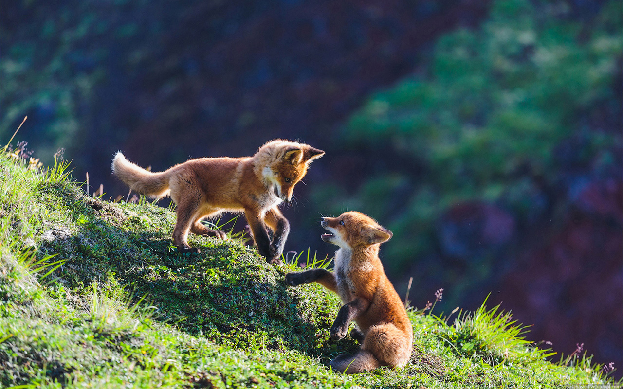 В търсенето на следващата си плячка, лисиците са безкрайно хитри. Те могат да се преструват на умрели или да объркват плячката си със странното си поведение.