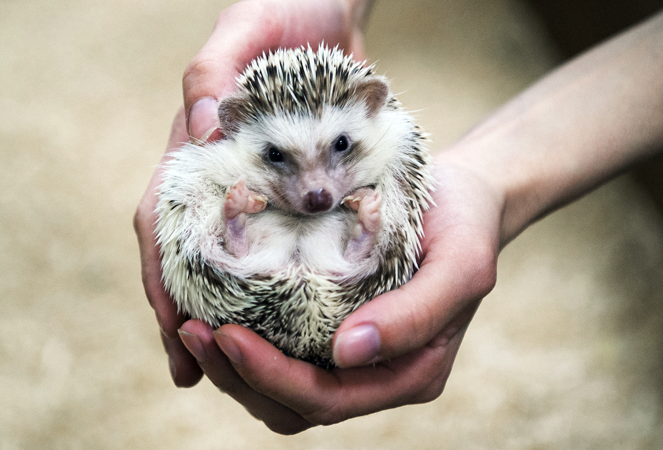An African pygmy hedgehog at the Strana Enotia ("Coonland") petting zoo, Moscow