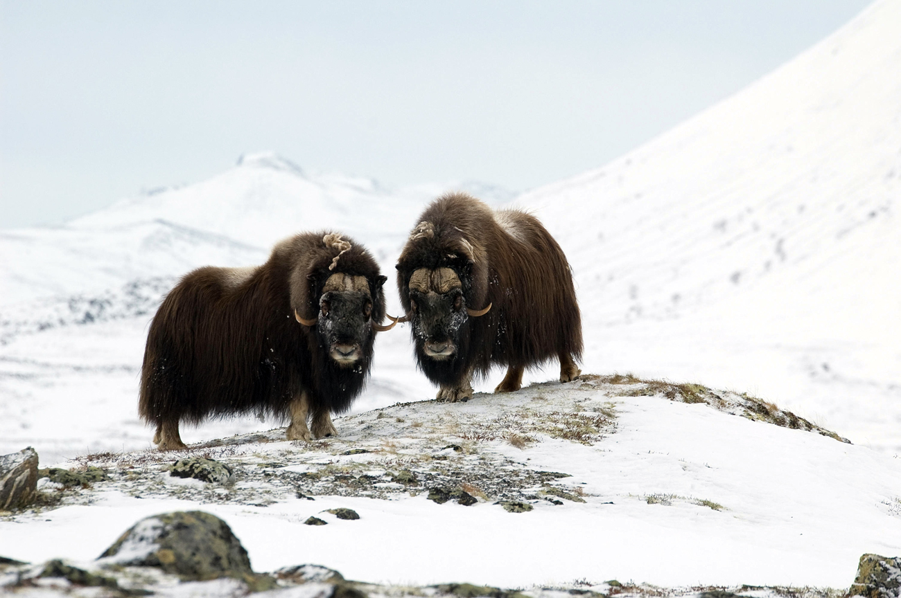 A Greener Arctic Spells Trouble For Wildlife - Russia Beyond