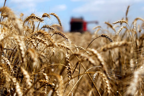 Rusia va a suministrar a Venezuela 60.000 toneladas de trigo mensual a partir de este año.