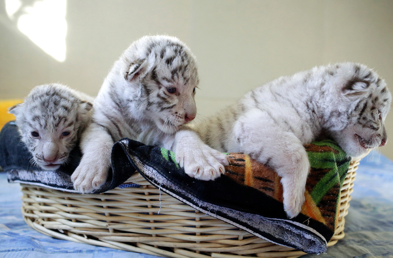White Bengal tiger cubs born at the Yalta zoo "Skazka".