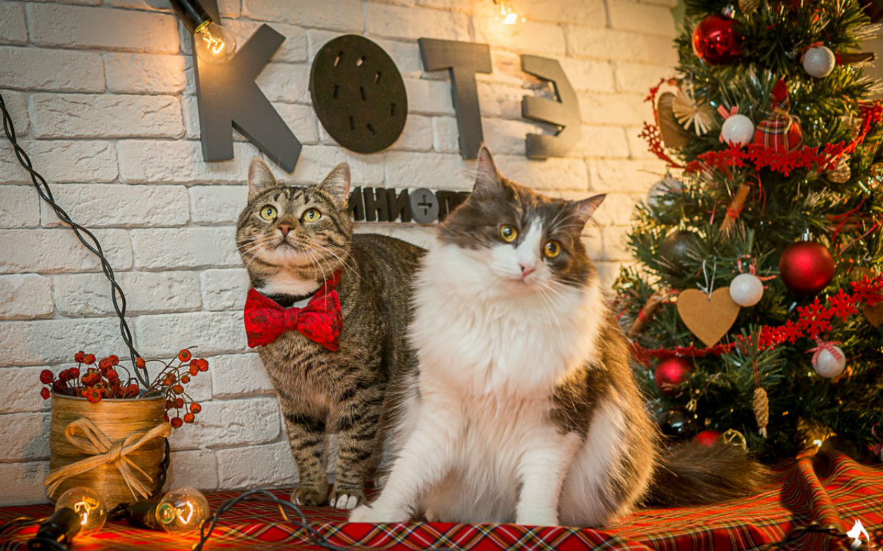 The mini pet shelter ‘Kotah’ in St. Petersburg made a Christmas photoshoot for homeless cats. Cats got dressed up in knitted hats, wore bow ties, and posed in front of a Christmas tree. The aim of the action was to find a shelter for every homeless cat before the holidays.