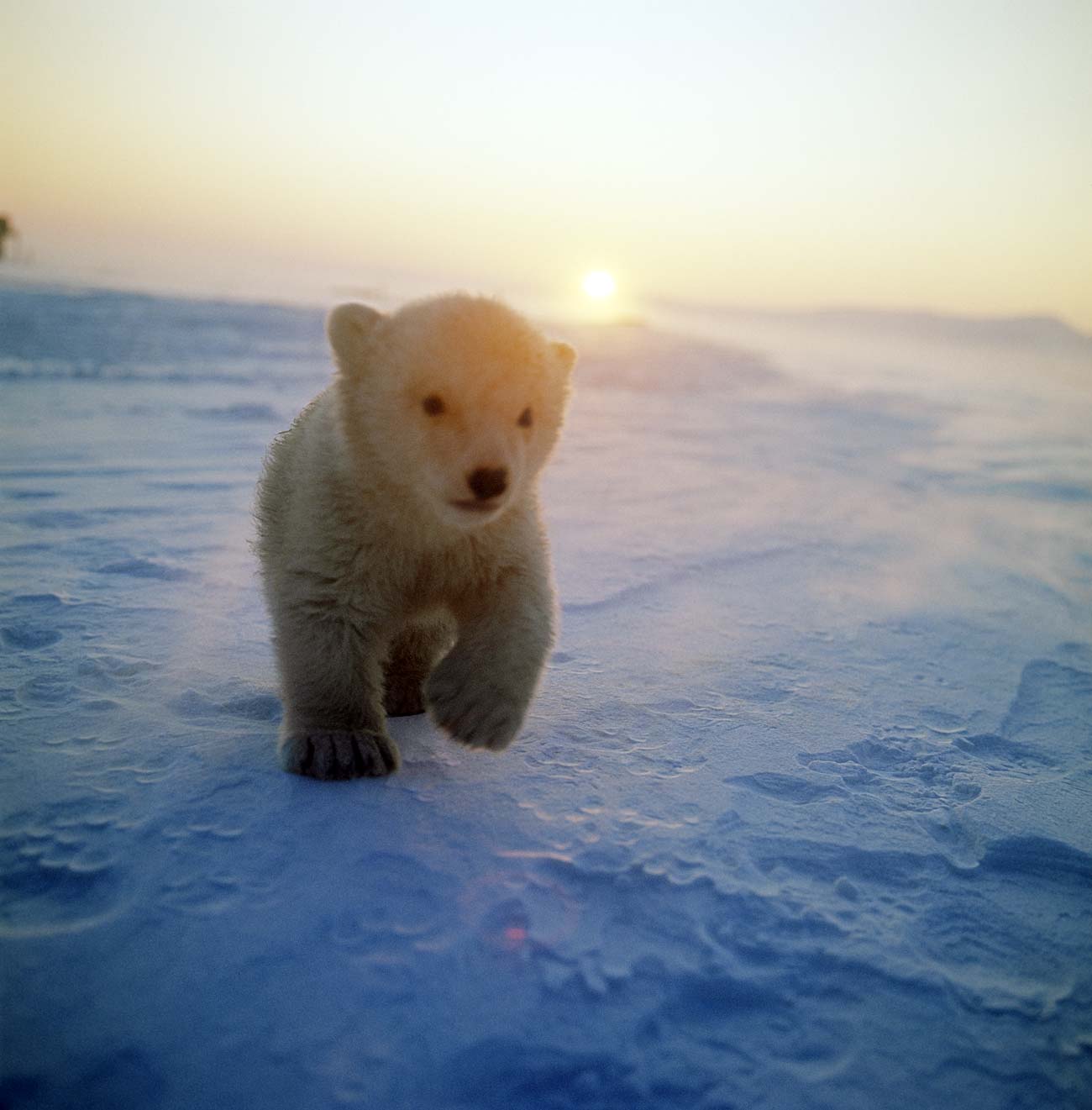 Bear cub on Wrangel Island in the Arctic Ocean.