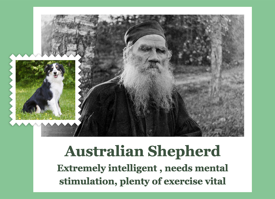 Leo Tolstoy ( Russian writer who is regarded as one of the greatest authors of all time) as Australian Shepherd.