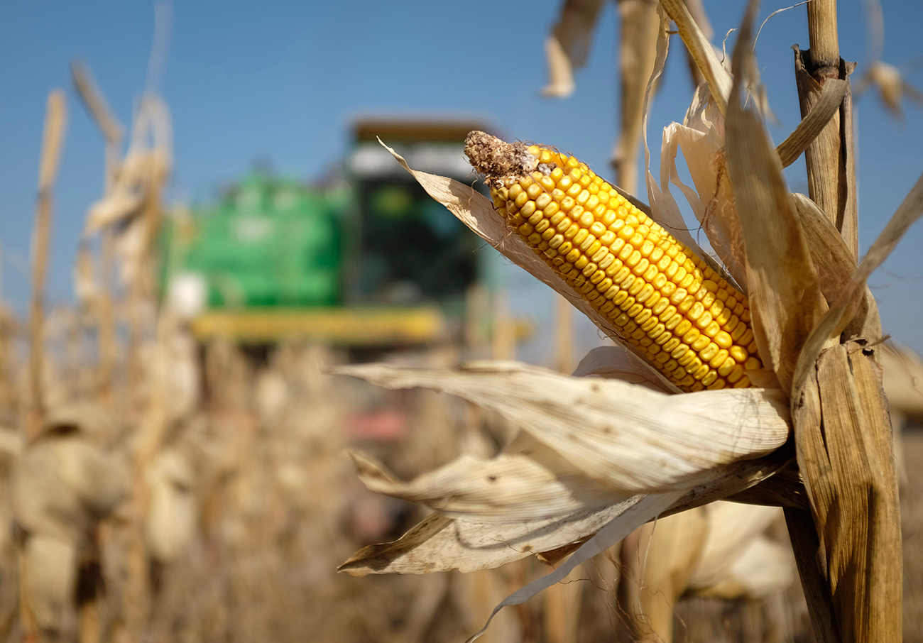 A combine machine harvests corn in a field near the village of Moskovskoye, outside Stavropol in southern Russia.