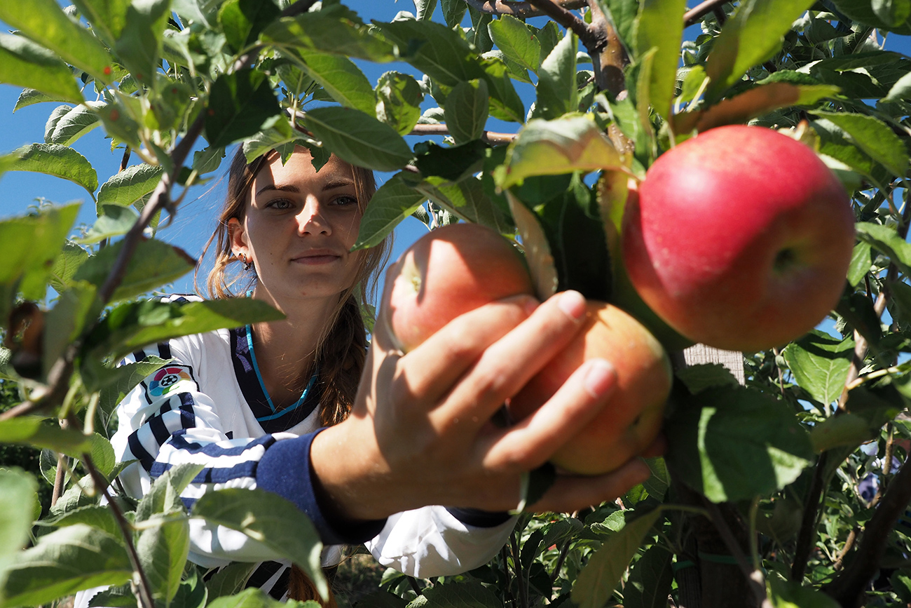 A worker harvests apples at Sady Predgorya farm , Novodmitrievskaya, Krasnodar Territory.