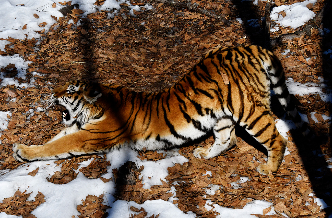 Questa giovane tigre nacque nel giugno 2014 nello zoo di Mosca e venne trasferita nel parco safari l’anno successivo. Dall’incontro tra questa tigre e Amur nacque uno splendido tigrotto chiamato Sherjan
