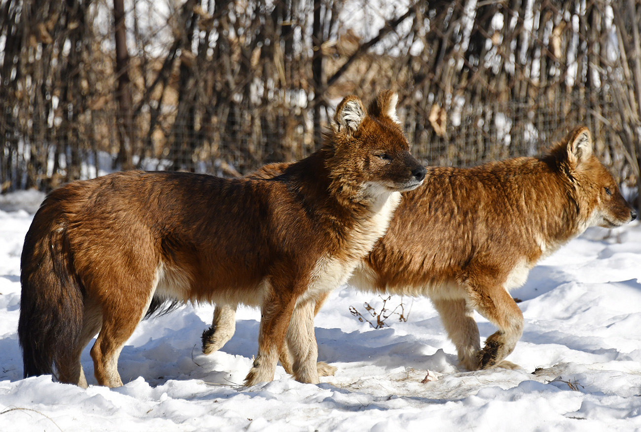 Il lupo dalla pelliccia rossa è una specie quasi in via di estinzione nel Primorskij Kraj: oggi qui se ne contano solo tre esemplari