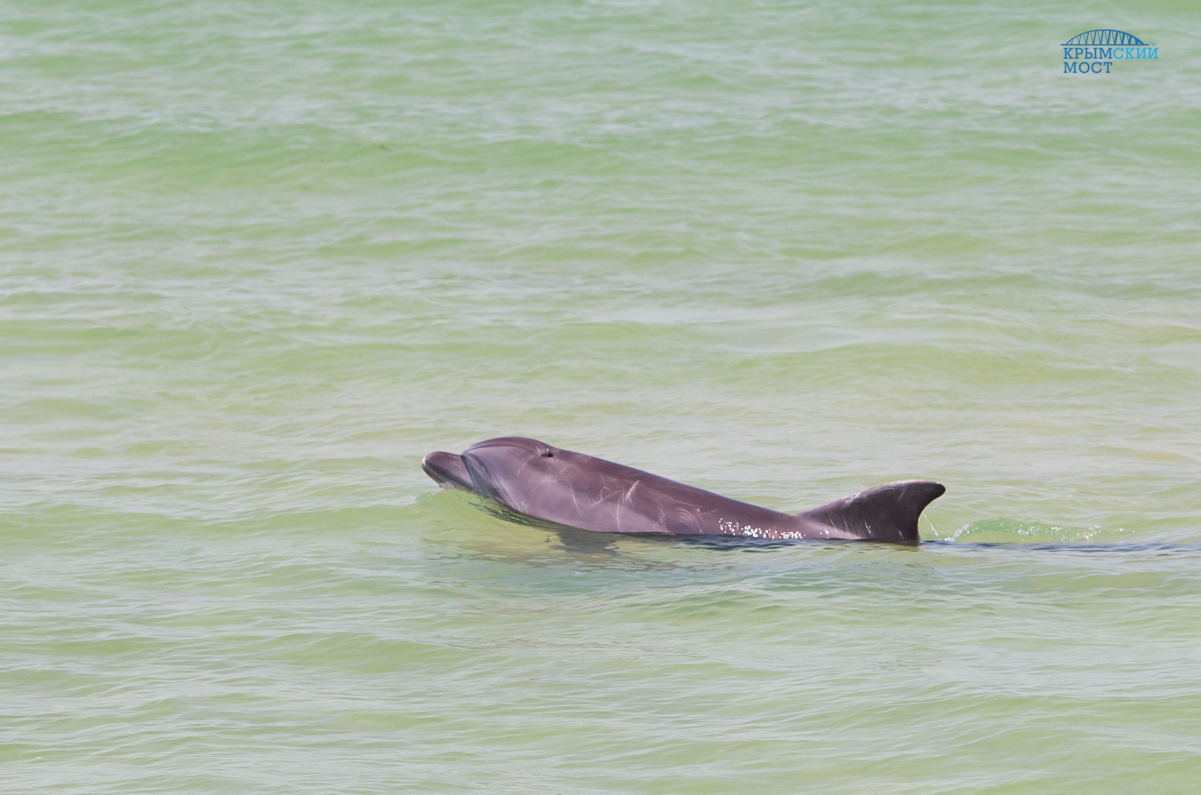 “Golfinhos viraram companhia na construção”, diz engenheira ambiental 