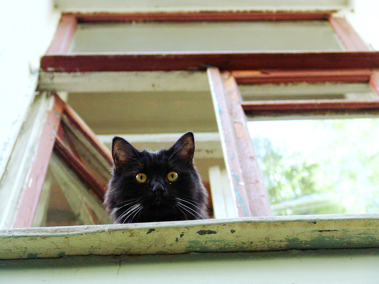 A black cat, the inhabitant of the Bulgakov House cultural center.