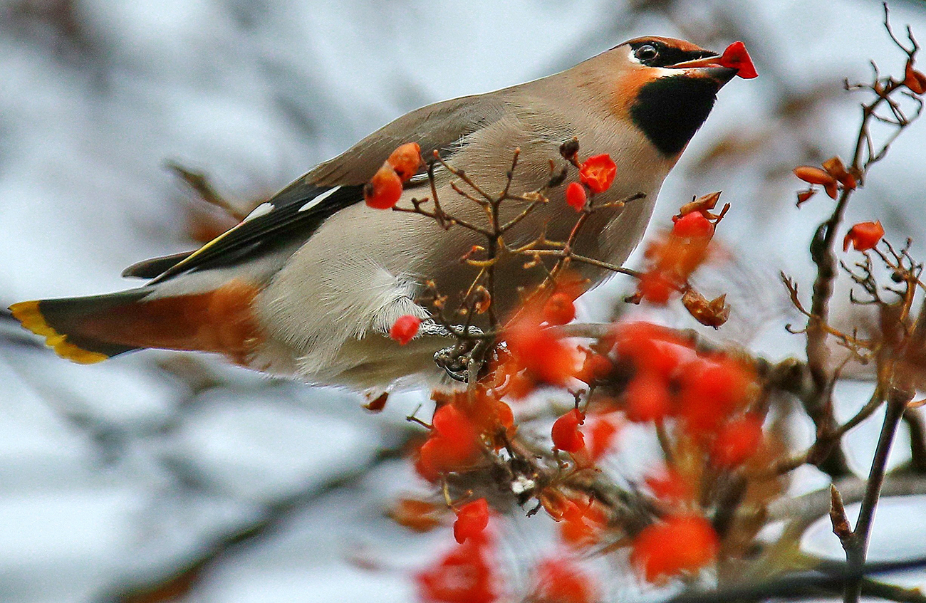 How do people in Russia predict weather? They simply recall the rich folklore of the Ancient Slavs. Photo: A waxwing eating rowan berries.