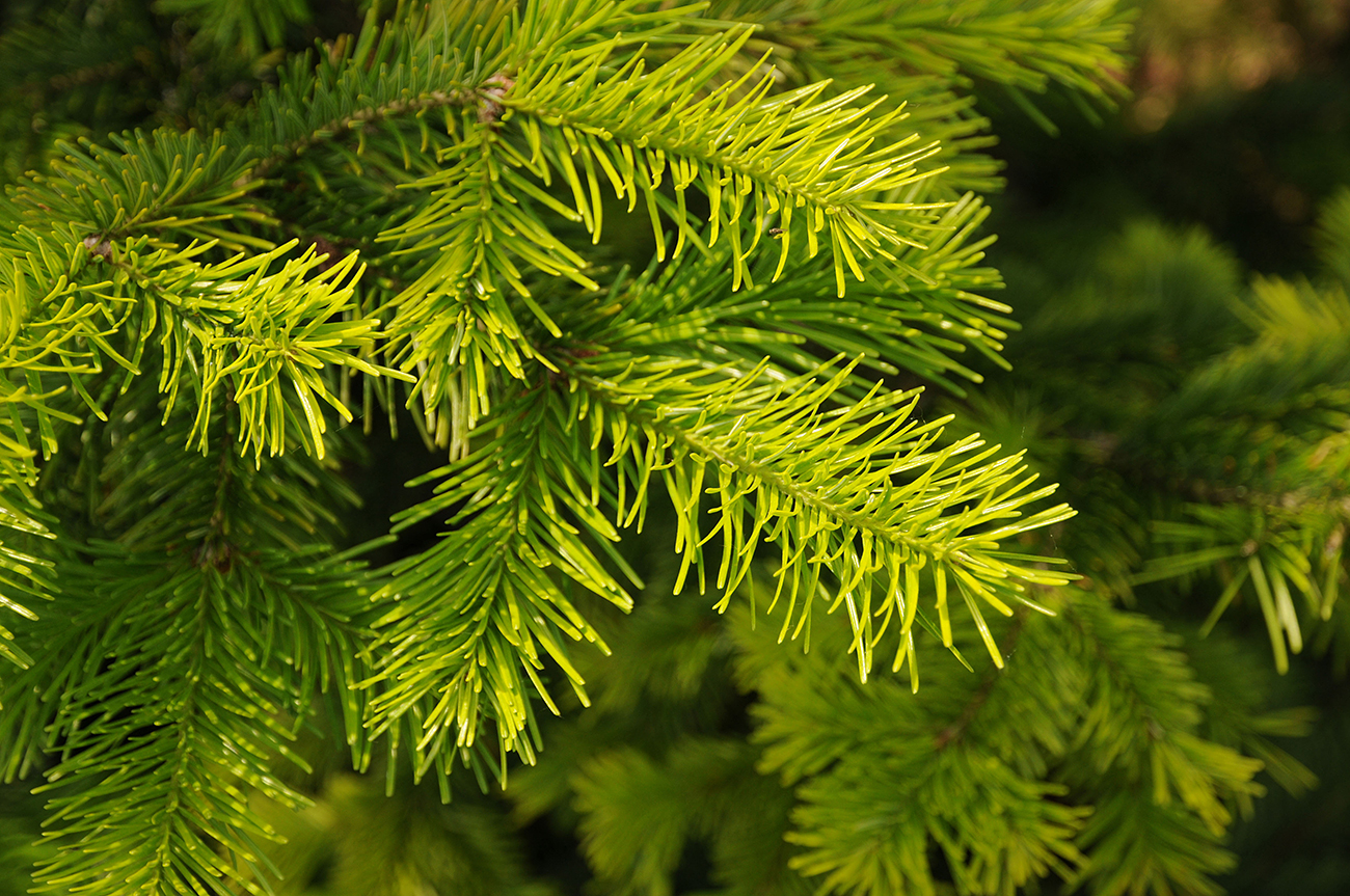 At Russia's Engelhardt Institute of Molecular Biology and the Moscow Physics-Technological Institute, scientists are looking at the effect of Siberian fir terpenoids on cancer and aging cells.