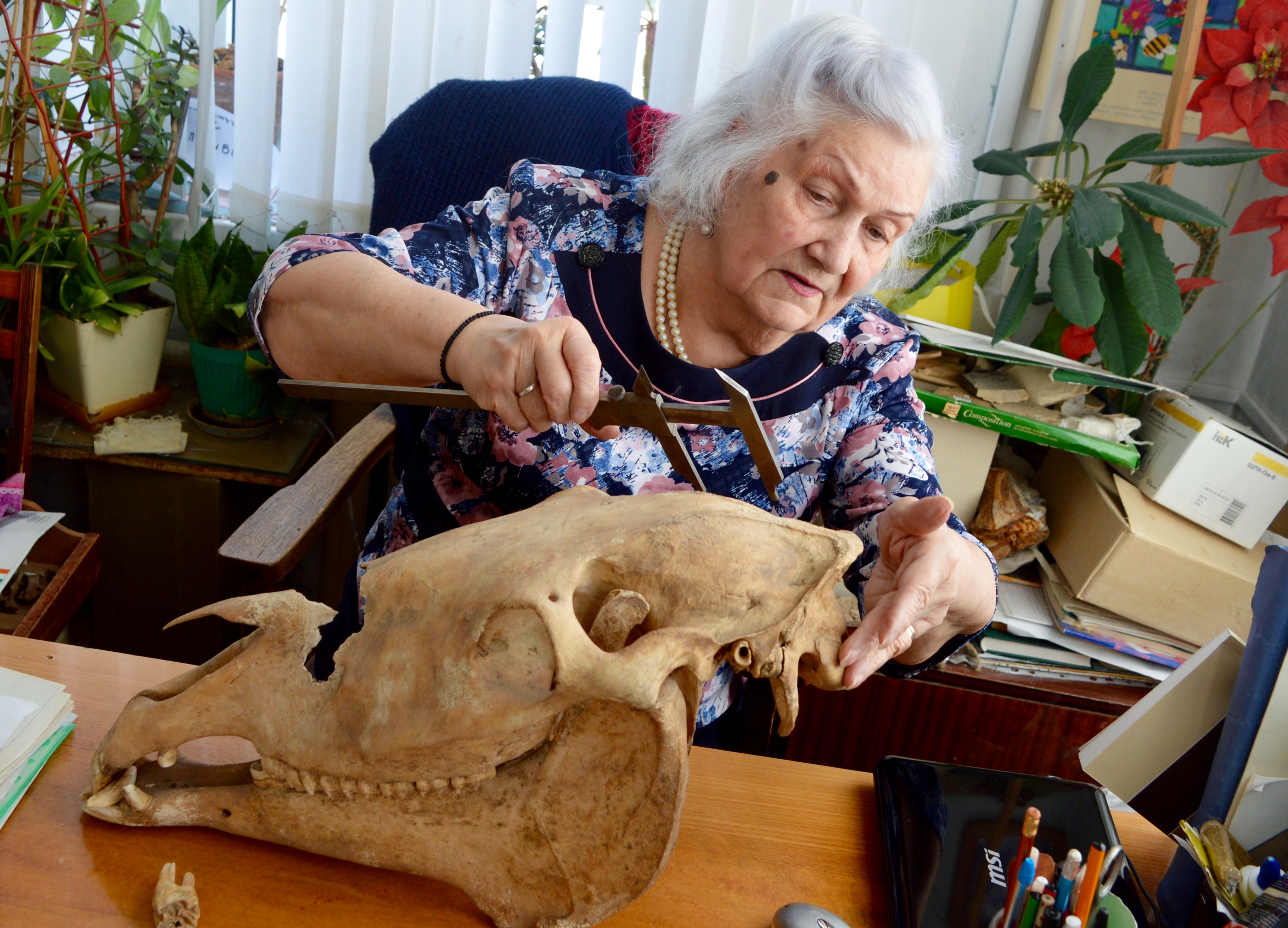 シュヴィリョワ氏の作業の様子。机の上には中世のウマの頭蓋骨。この1ヶ月前、リゾート地キスロヴォツク近くで発見された。