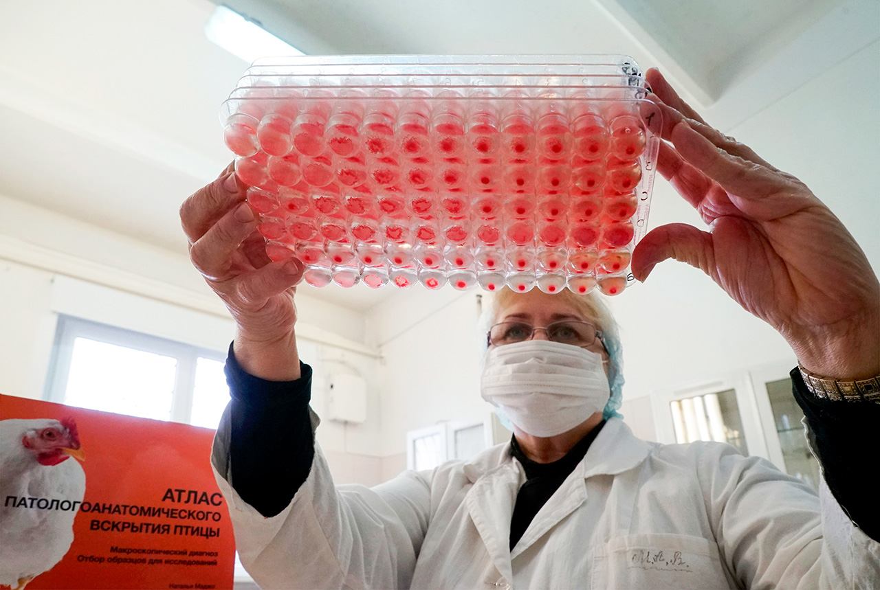 Photo: Poultry blood is tested for viral disease at the veterinary diagnostic laboratory at Guryevskaya poultry factory in the Kaliningrad Region.