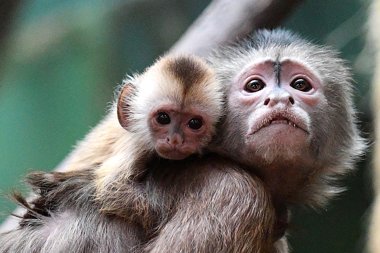 Kebun Binatang Moskow didirikan pada tahun 1864. Ini adalah salah satu kebun binatang tertua di Eropa dan sekaligus kebun binatang utama Rusia. Kebun binatang ini berhasil melalui masa-masa sulit, mengatasi berbagai macam tantangan, dan tetap bertahan hingga kini. Akhir-akhir ini, kabar bahagia kerap berembus dari dalam kebun binatang. Banyak penghuni kebun binatang yang melahirkan bayi-bayi mungil mereka di sana. Salah satunya adalah bayi monyet capuchin yang lahir belum lama ini. Tahukah Anda, bahwa monyet capuchin disebut juga sebagai monyet penangis. Julukan ini mereka dapatkan karena tangisan mereka mirip dengan rengekan bayi manusia — suatu kebetulan yang lucu.