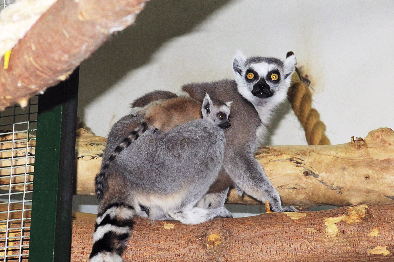 This ring-tailed lemur mother is eager to protect her baby. It will stay with her no longer than the five next months, after which young lemurs become independent. These animals live in groups of 20-30, and all other 15 lemurs in Moscow Zoo look with favor on the newborn cub. Curious and attentive, this lemur nestling is climbing over its father’s and elder brother’s back. Isn’t that cute?