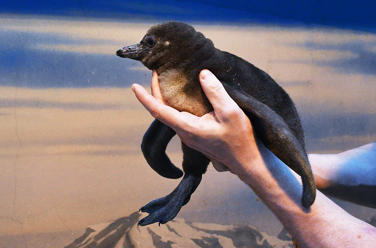 Постои, меѓутоа, едно бебе кое се менува уште повеќе со возраста: овој мал Хумболт пингвин. Бебињата од овој вид воопшто не личат на возрасните: бојата им е различна. Семејниот живот на овие пингвини многу наликува на човечкиот: тие создаваат двојки за цел живот и гнездо на истото место. Секоја мајка го познава своето бебе по гласот (кој, патем, не е многу убав - личи повеќе на магарешко рикање).