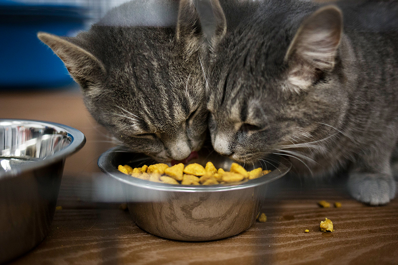 Hundreds of cats and dogs to test pet food in Russia.