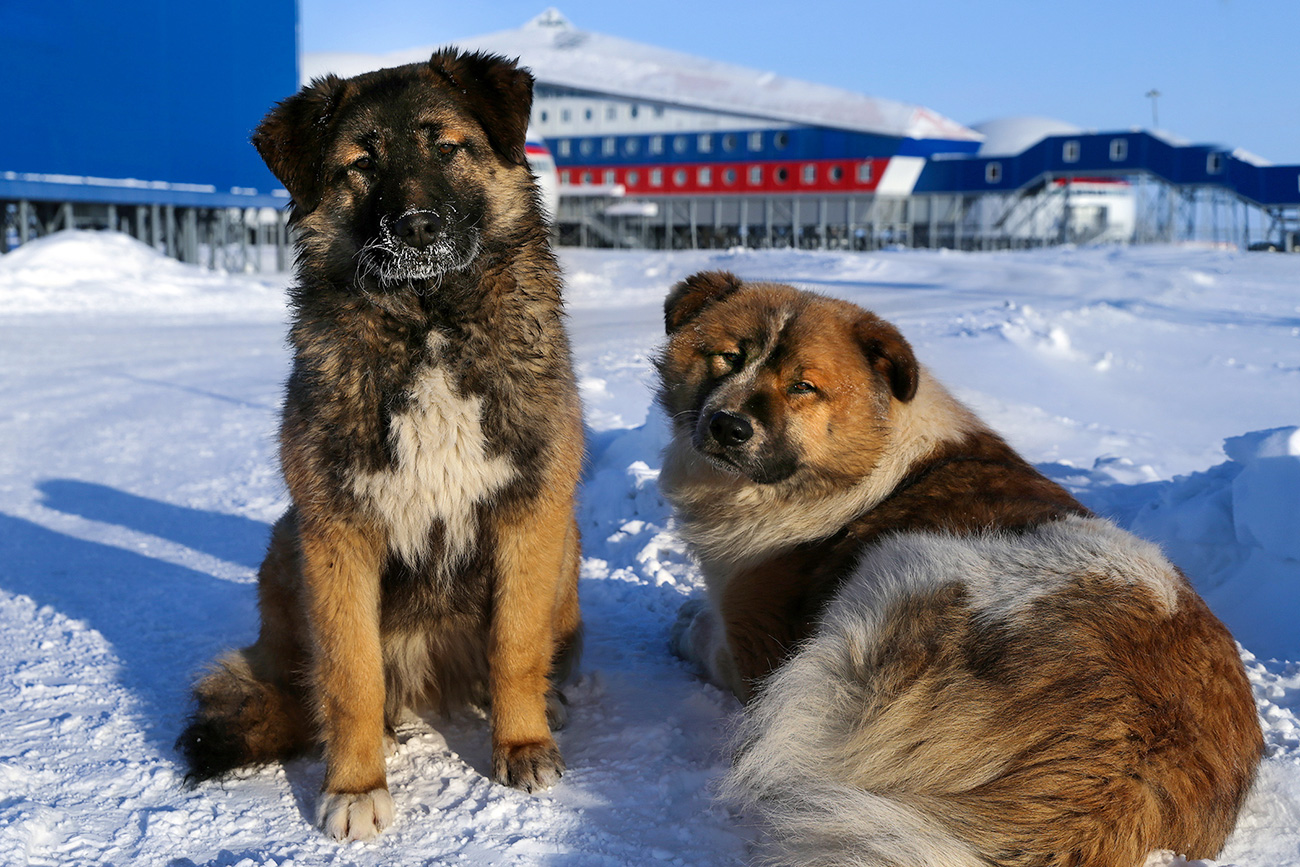 Dogs in the territory of Russia's Arctic Shamrock military base on Alexandra Land.