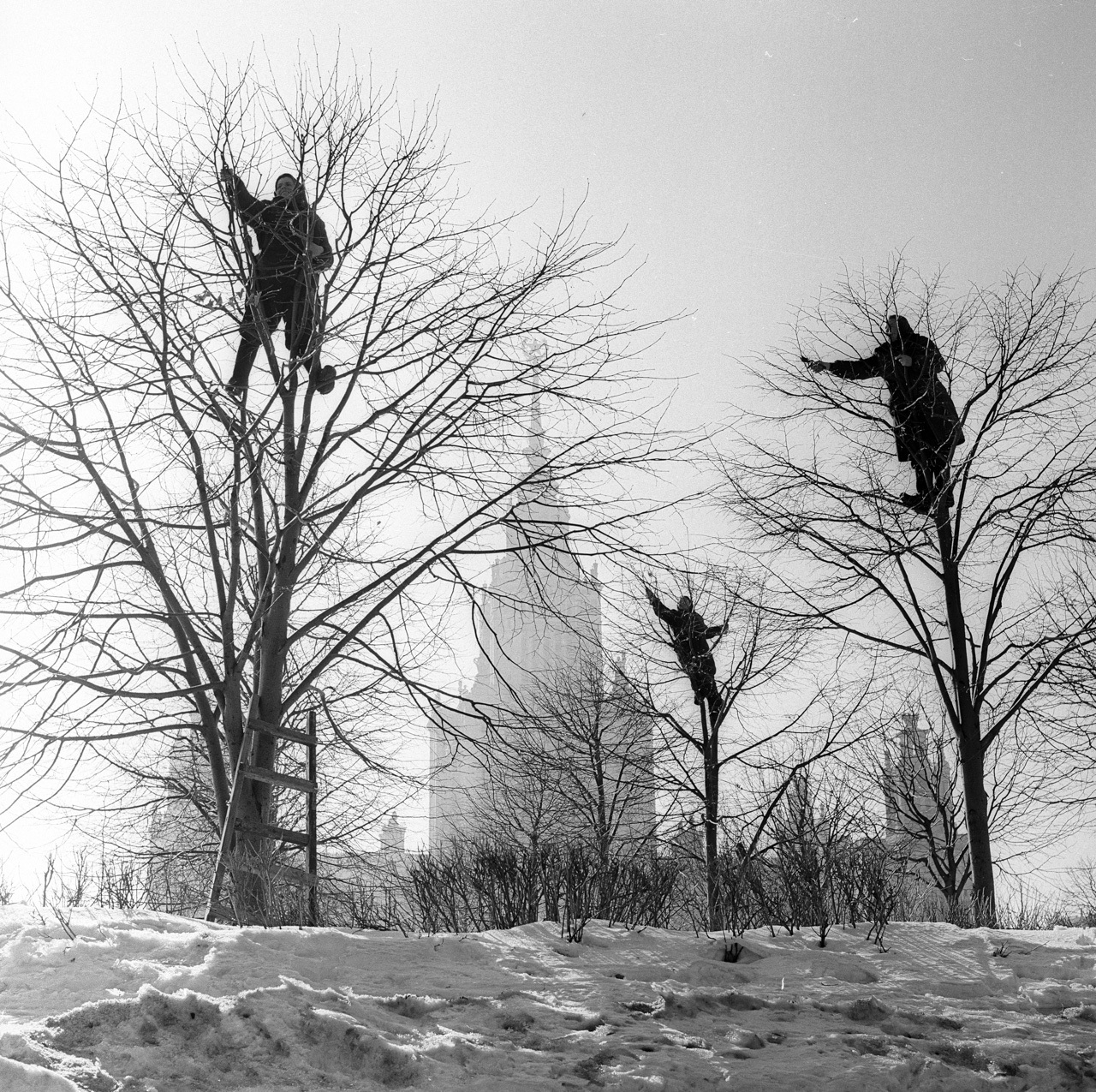 „Stigle su vrane“. Proljeće u parku MGU, 1960-e (Hrabre sovjetske žene sijeku grane na Lenjinskim gorama) / 1960. godine je Ahlomov sudjelovao u izložbi mladih fotografa u Moskovskom središnjem novinarskom domu.
