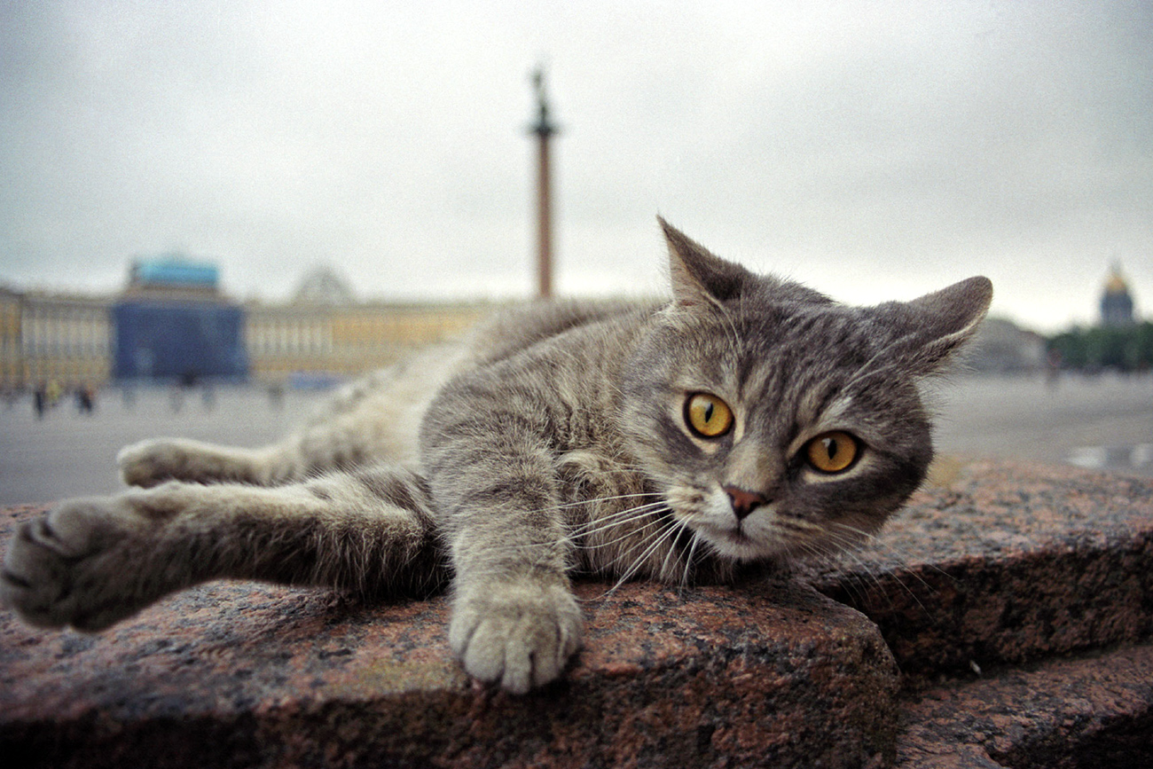 From fairytale characters to Hermitage cats, felines play an important role in Russian culture.