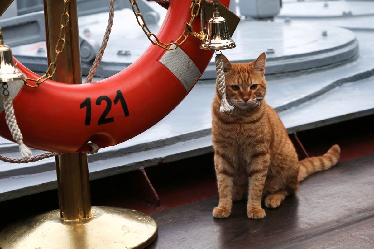Internautas têm sugerido nomes e até patente militar para o gato-tripulante