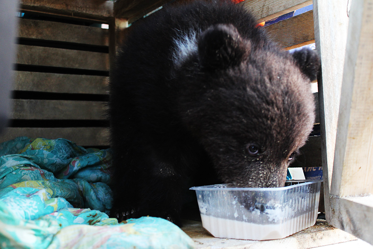 When Anna Arbatskaya learned of the plight of the bear cub she decided to help. She soon discovered she was the only volunteer.