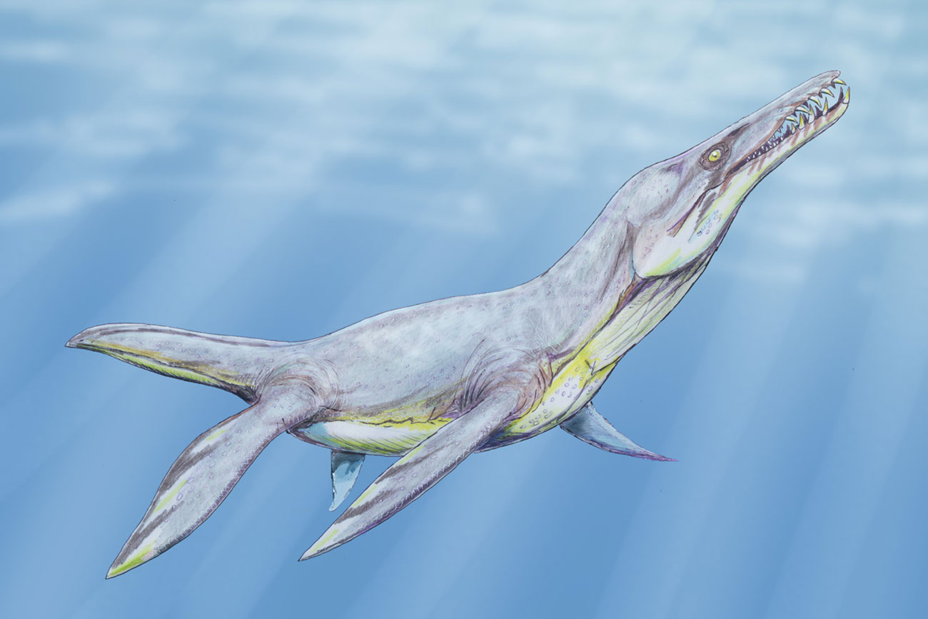 One of the types of pliosauroidea - Plesiopleurodon wellesi.