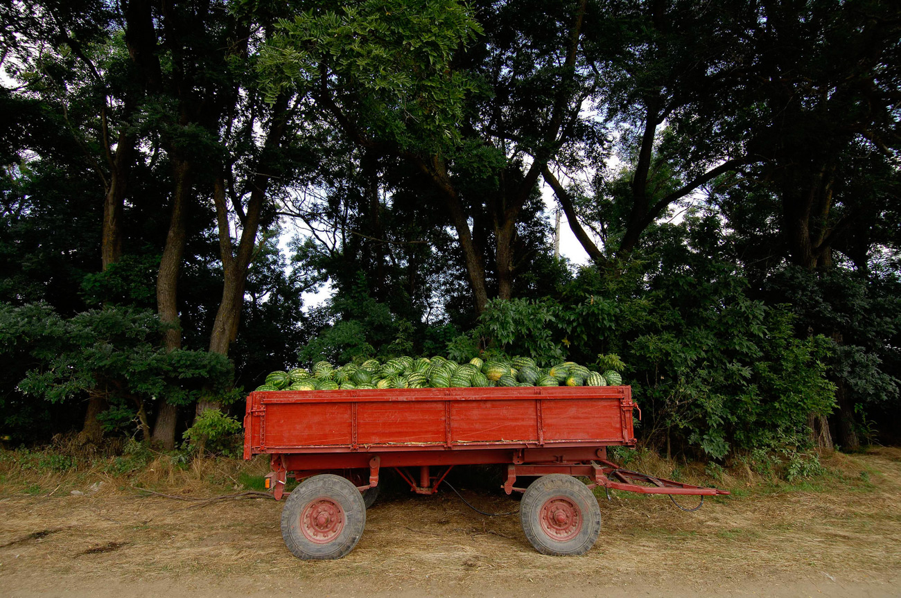 Glavna ruska regija koja proizvodi lubenice je Astrahan, otprilike 800 kilometara južno od Moskve.  Ovo voće voli konzistentno toplo vrijeme i nema boljeg mjesta za uzgoj dinja, iako postoje i druge regije koje ih proizvode.