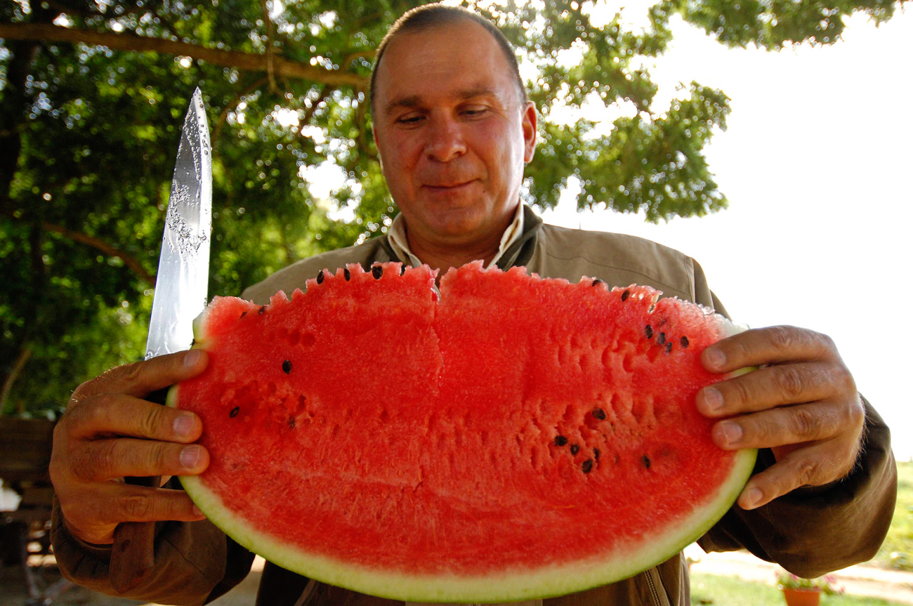 Although the time for the best watermelons is the beginning of August, most stores start selling them in July or even June.
