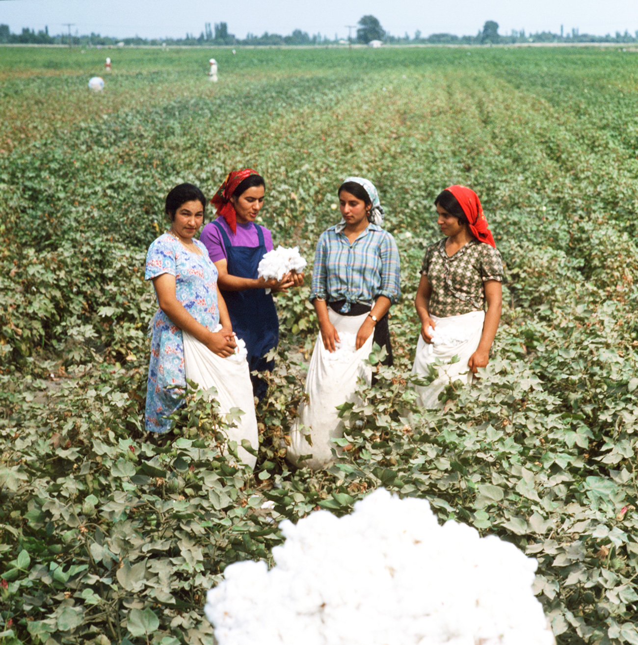 По званичним подацима, почетком 80-их СССР је заузимао прво место у свету по производњи памука, који се у народу звао „бело злато“. 