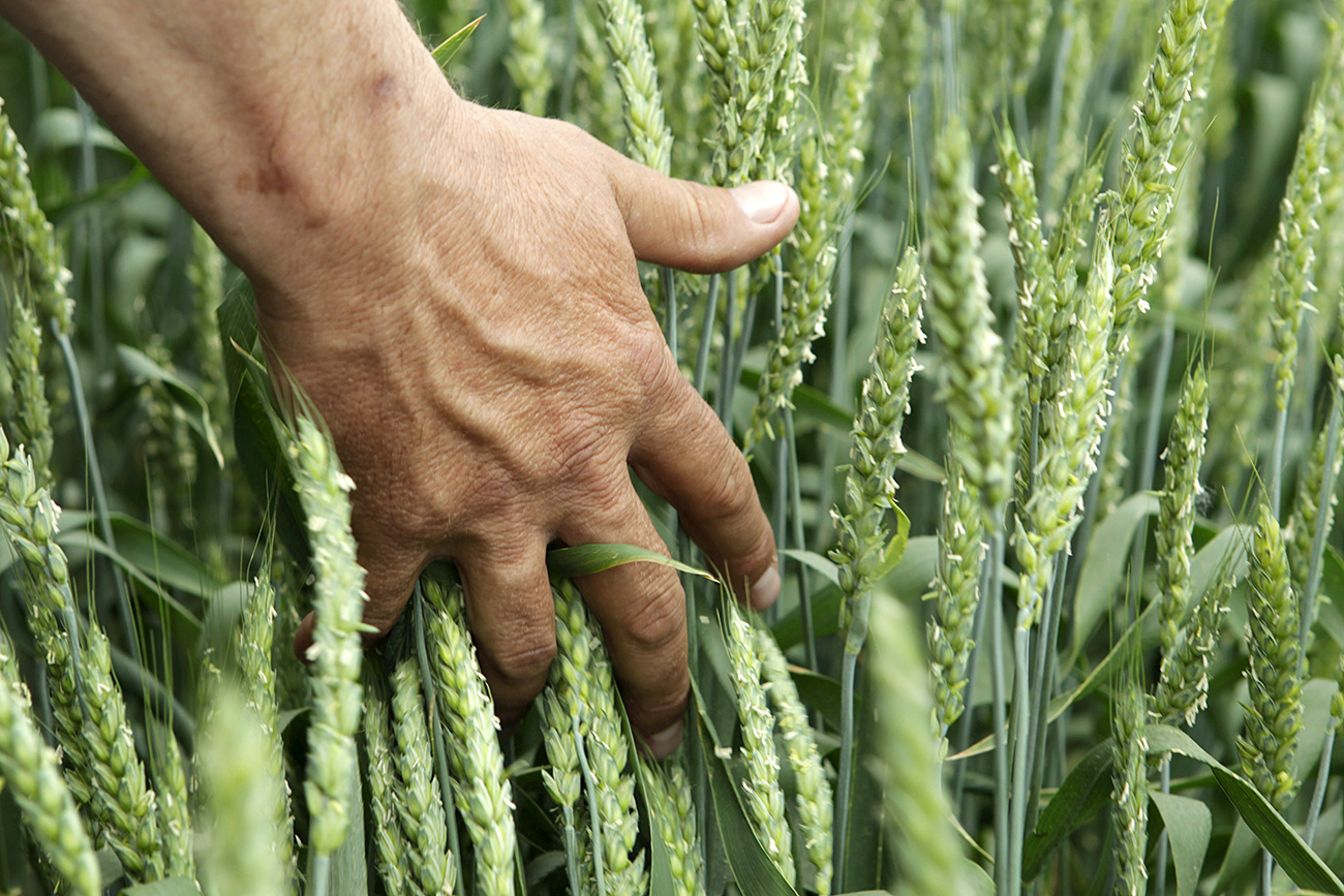 Man touches underripe wheat  field of the agricultural scientific-research institute of Mikhailovsk town in Stavropol region, southern Russia