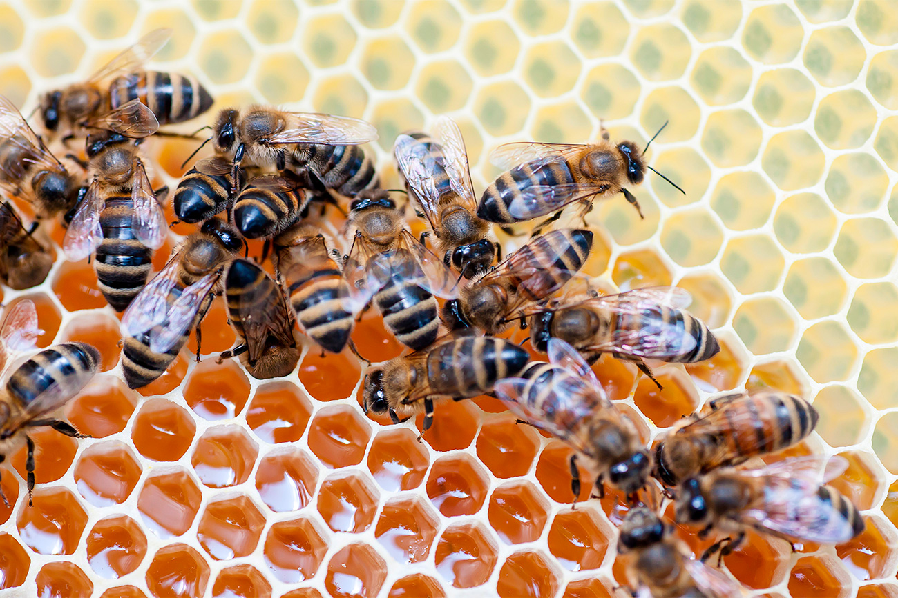 Honey Spas comes from the tradition of collecting honeycomb during the summer.