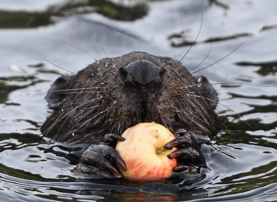 Beaver eating an apple in the Himka river in Moscow.