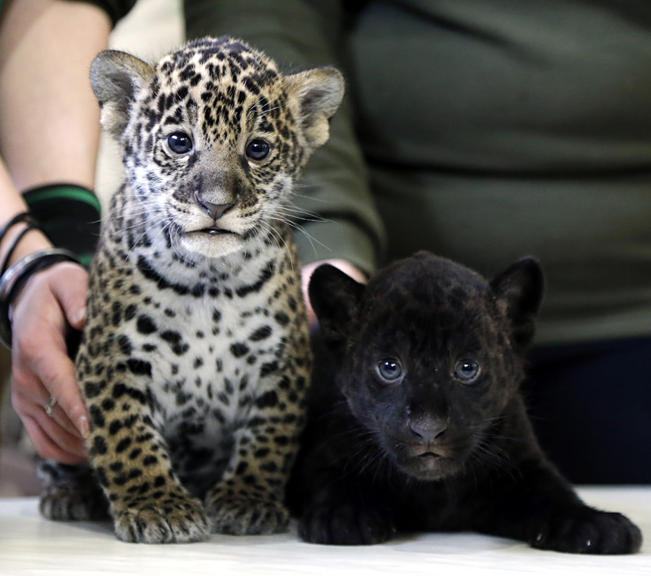 Two Jaguar cubs are presented at the Leningrad city zoo in St. Petersburg, Russia. A black and spotted female jaguar cubs were born on 11 March.