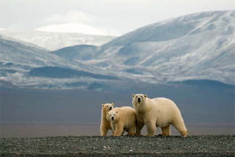 Quando o inverno fecha novamente o mar com gelo, os ursos voltam para o reino do Oceano Ártico Foto: Press Photo