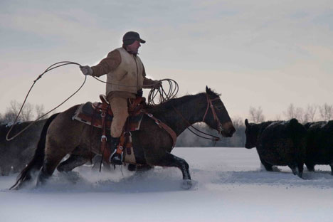 The American cowboys said that cattle imported from Montana found southern Russia’s climate surprisingly hospitable, even in winter. Photo: Ryan Bell