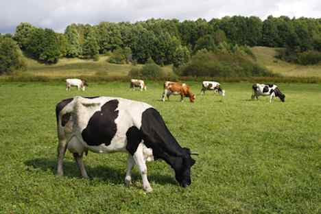 In Russland leben ca. 22 Millionen Rinder. Foto: Photoxpress