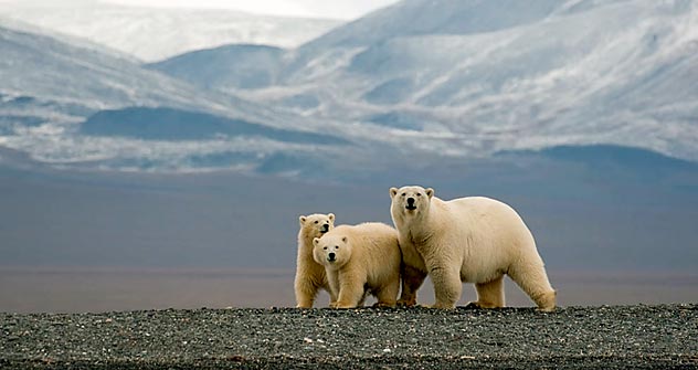 Wrangel Island in the Republic of Chukotka, the  home of the polar bear. Source: Bezrukov & Bashnaeva