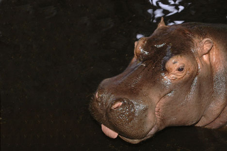 O hipopótamo Gliássik/Foto:ITAR-TASS