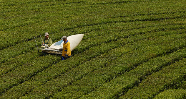 Es muss nicht immer Assam oder Ceylon sein, der Anbau von Tee ist auch in Russland lukrativ - Krasnodar ist das nördlichste Teeanbaugebiet der Erde. Foto: RIA Novosti